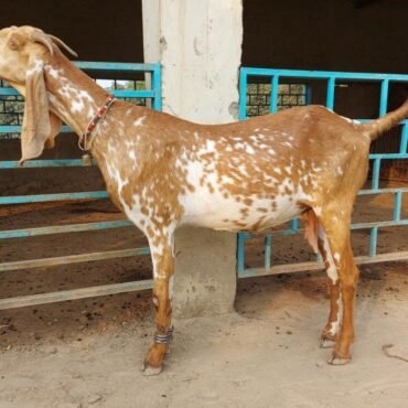 Beetal Goat