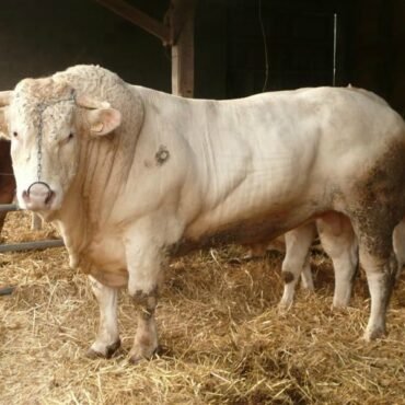 Charolais Cattle