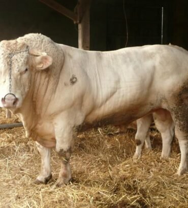 Charolais Cattle