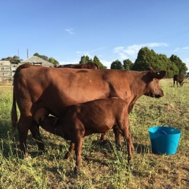 Red Poll Cattle