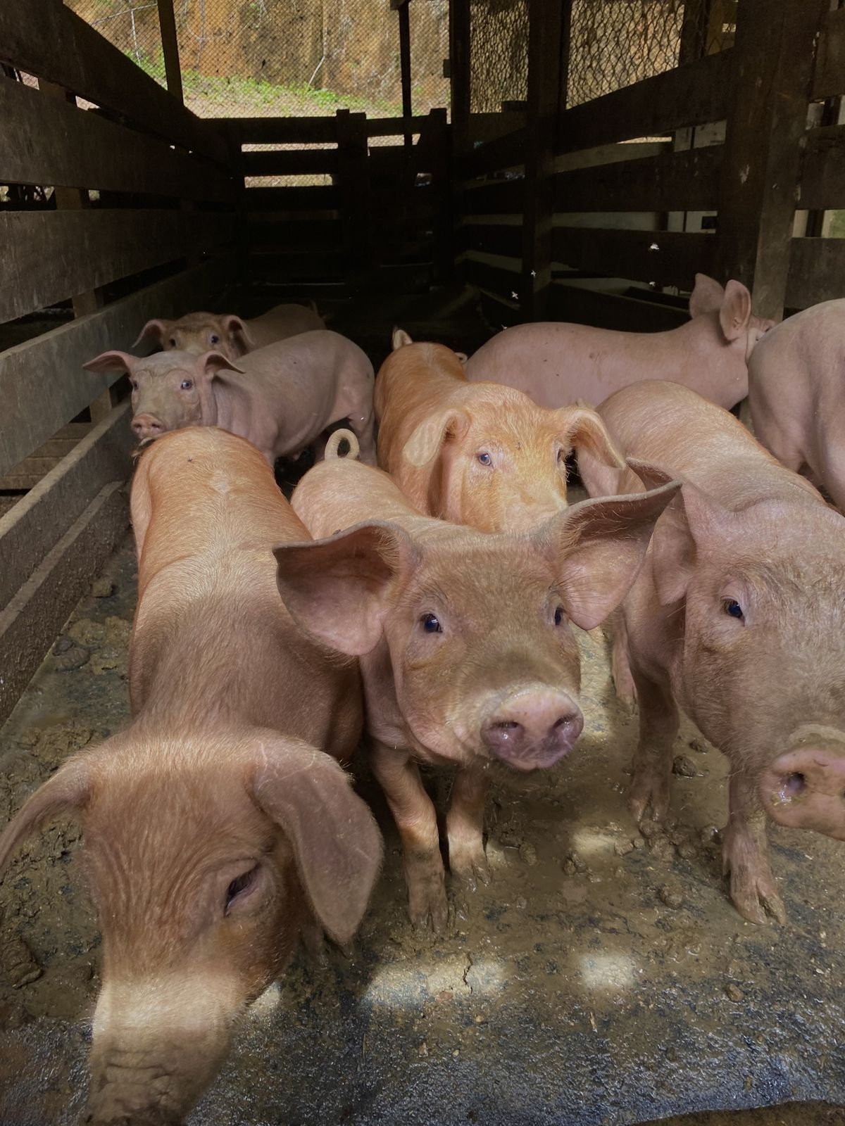 Yorkshire Pigs for Sale - Image 2