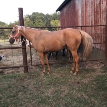 Quarter Horses for Sale