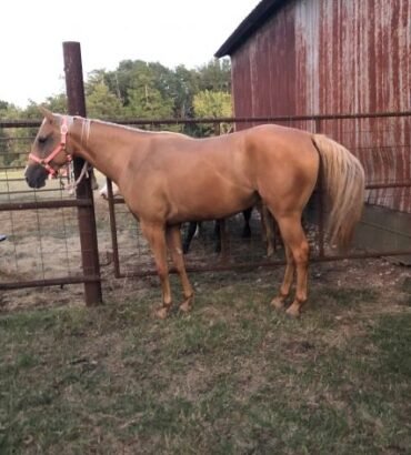 Quarter Horses for Sale
