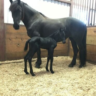 Friesian Horse for Sale