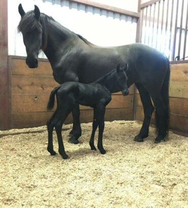 Friesian Horse for Sale