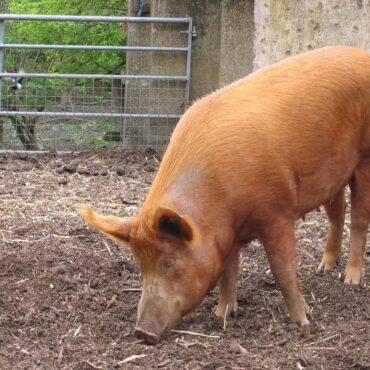 Tamworth Pigs