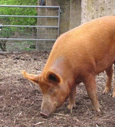 Tamworth Pigs