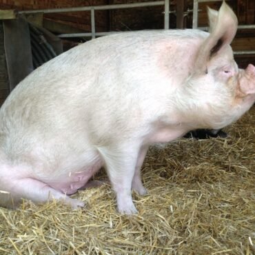 Chester White Pigs for Sale