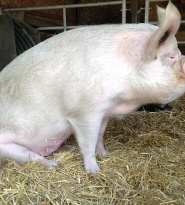 Chester White Pigs for Sale