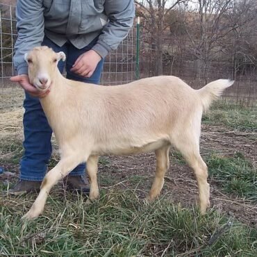 LaMancha Goats for Sale
