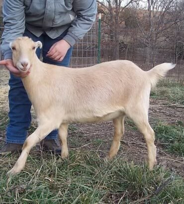 LaMancha Goats for Sale