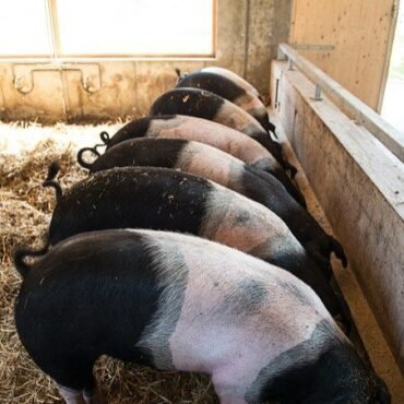 Hampshire Pigs