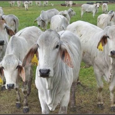 Brahman cattle