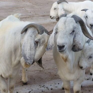 Savanna Goats
