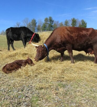 Devon Cattle for Sale