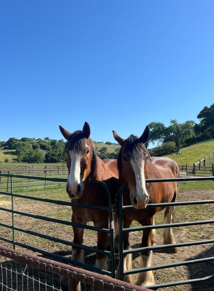 Thoroughbred Horses for Sale - Image 3