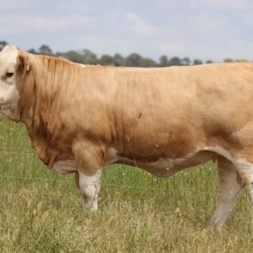 Simmental Cattle for Sale