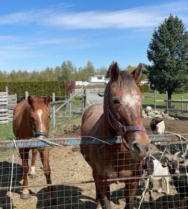 Thoroughbred Horses for Sale