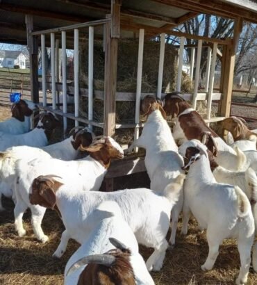 Boer Goats for Sale