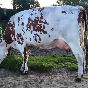 Ayrshire Cows for Sale