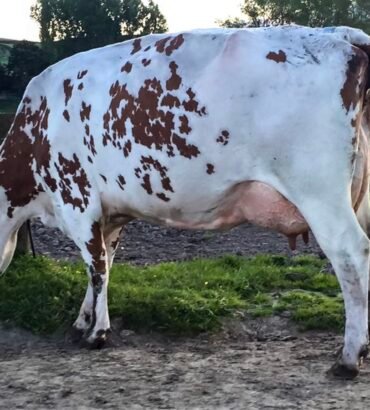 Ayrshire Cows for Sale