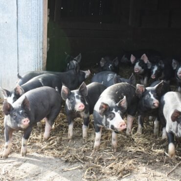 Berkshire pigs for sale