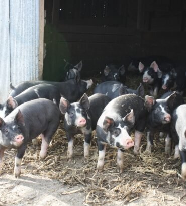 Berkshire pigs for sale