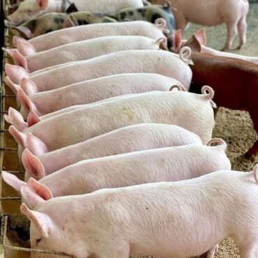 Landrace pigs