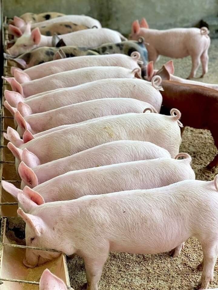 Landrace pigs