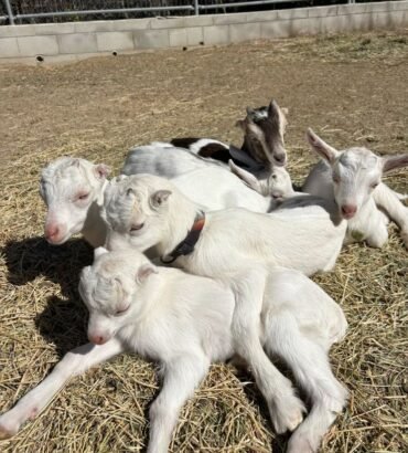 Saanen Goats for Sale