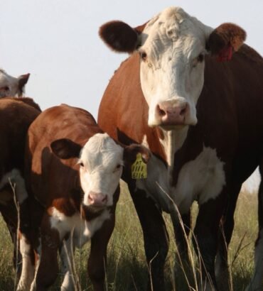 Hereford Cattle for Sale
