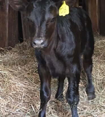 Angus Calves for Sale
