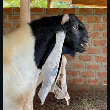 Damascus Goat