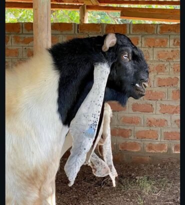 Damascus Goat