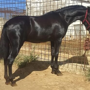 Andalusian Horse