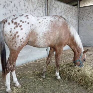 Appaloosa Horse for Sale