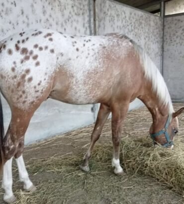 Appaloosa Horse for Sale