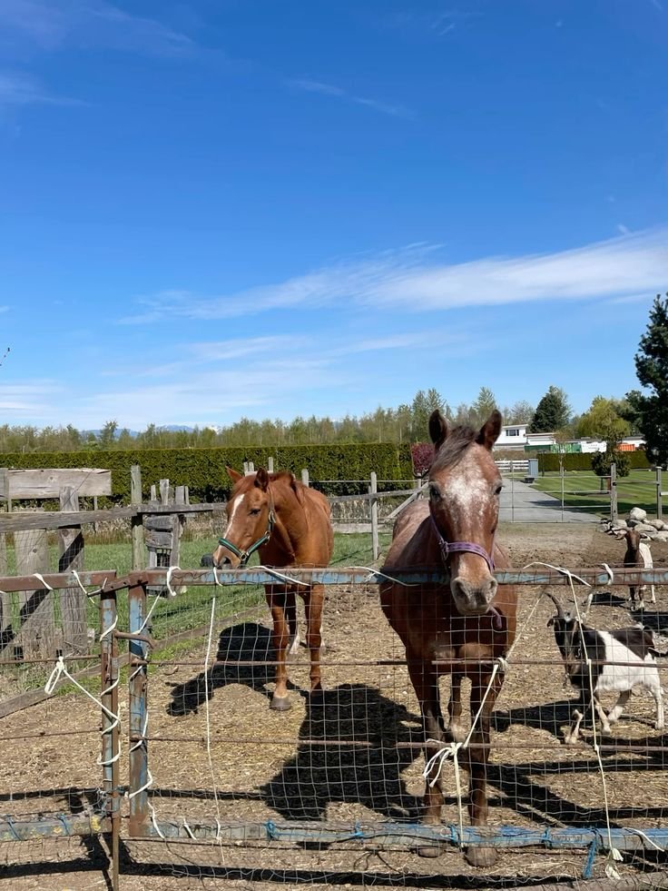 Thoroughbred Horses for Sale - Image 2