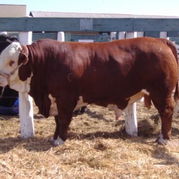 Limousin Cattle