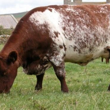 Milking Shorthorn cattle