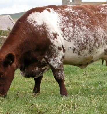 Milking Shorthorn cattle