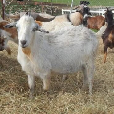 kiko goats for sale