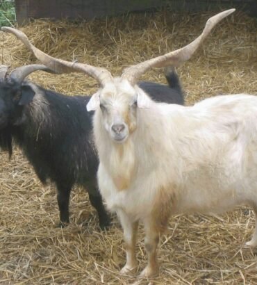Cashmere goats for sale