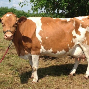 Guernsey Cows