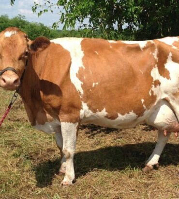 Guernsey Cows