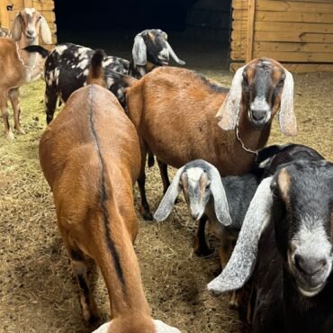 Nubian Goats for Sale