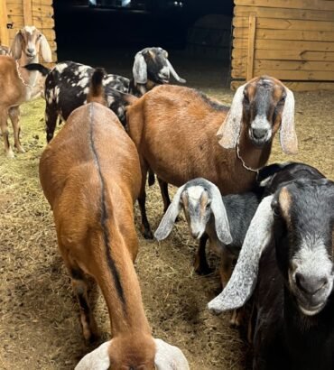 Nubian Goats for Sale