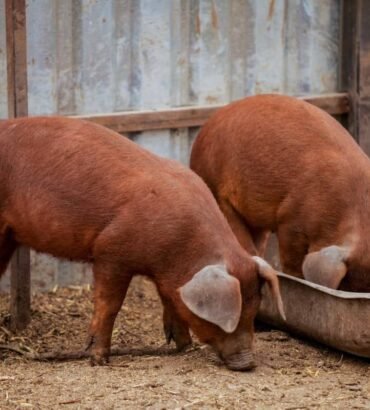 Duroc Pigs for Sale