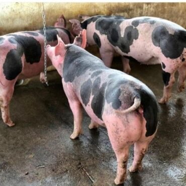 Strong Pietrain pigs for sale