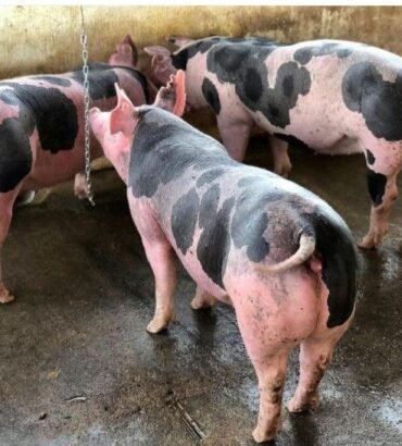 Strong Pietrain pigs for sale